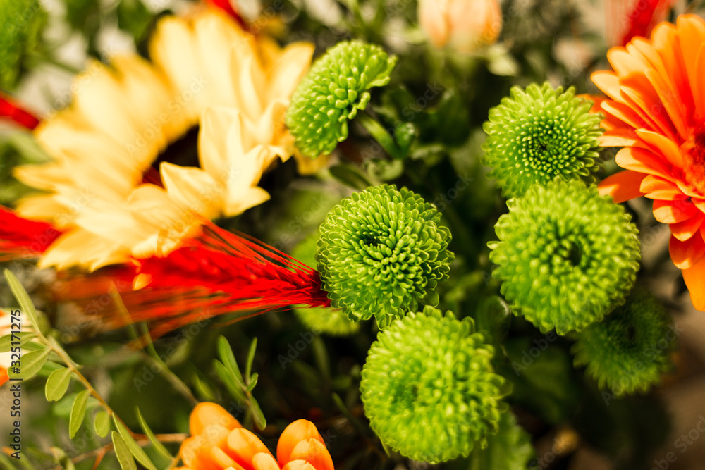 Different flowers macro, background, wallpaper Different flowers macro, background, wallpaper