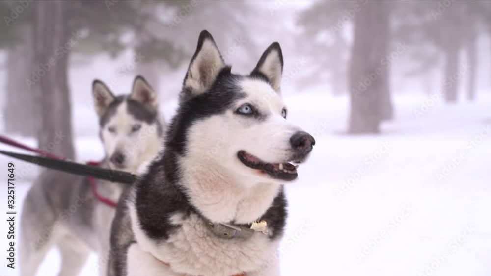 Siberian husky dogs on a leash portrait at winter in the forest Siberian husky dogs on a leash portrait at winter in the forest