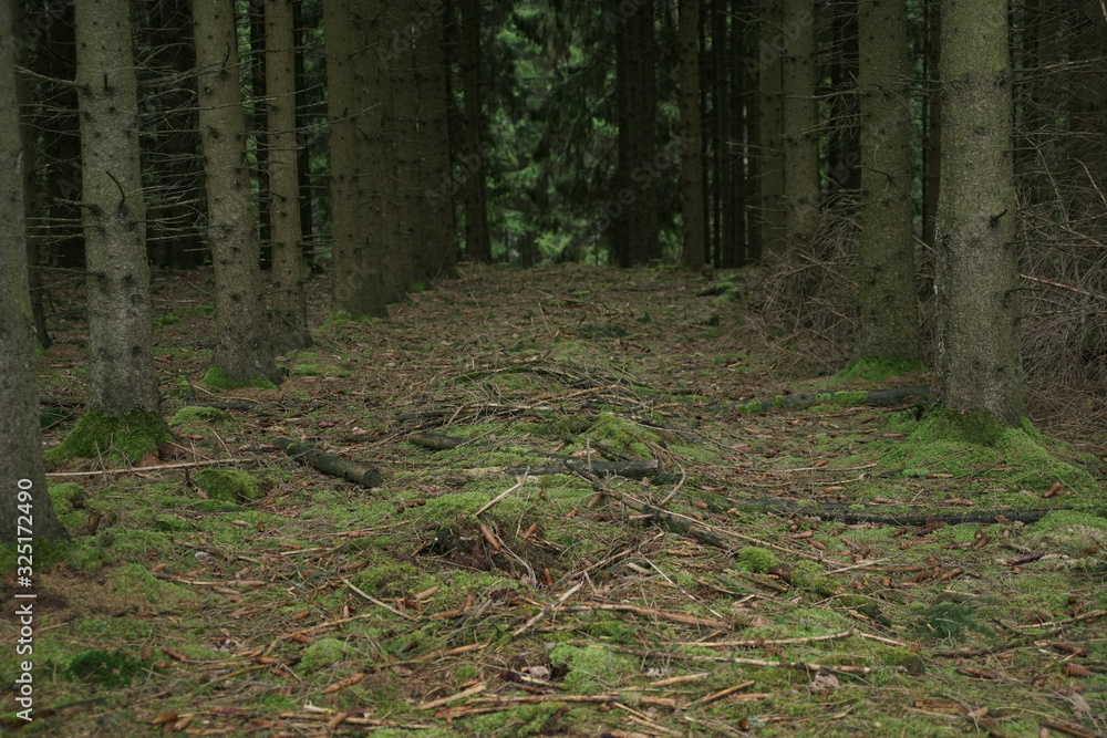 Obraz premium Conifer trees Forest