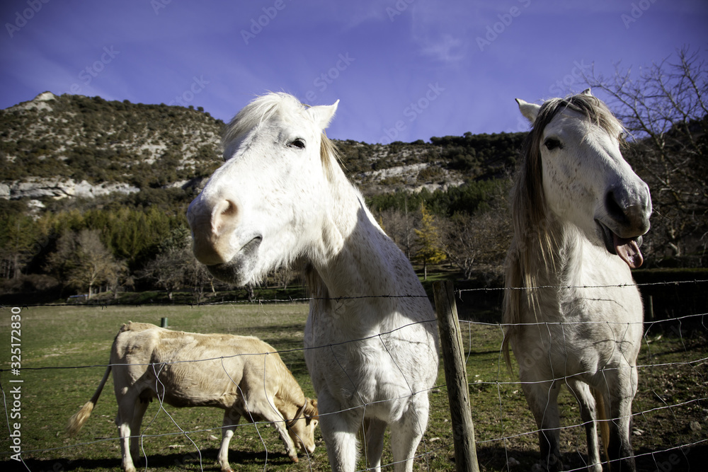 Obraz premium Horse in meadow