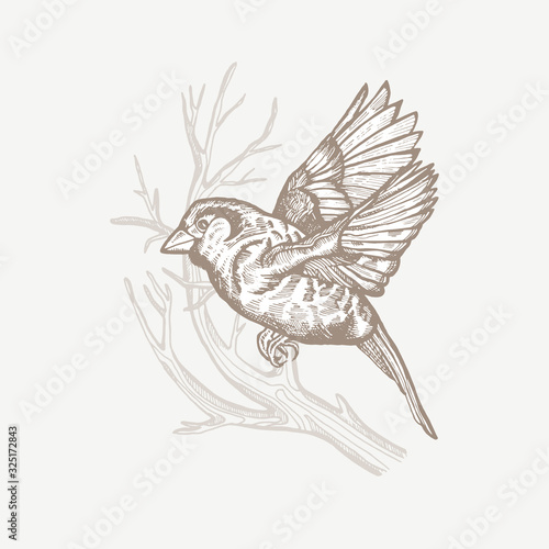Vintage vector spring card. Birds on a branch. Monochrome. Line drawings, ink drawing, hand drawn illustration for poster, social media, post, wedding, textile, design template.
