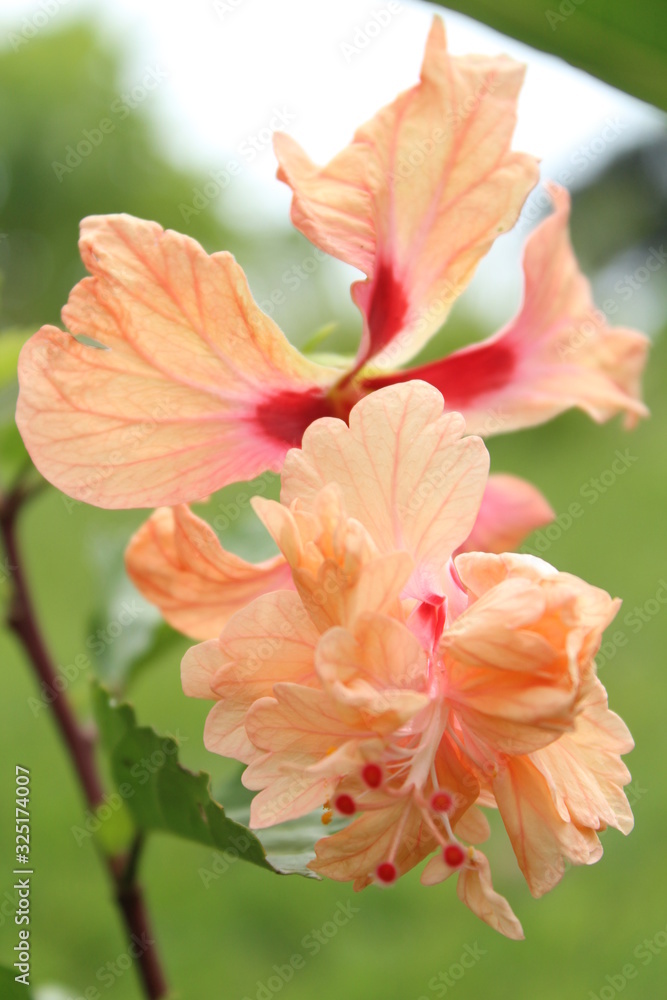 Fototapeta premium Naturaleza 