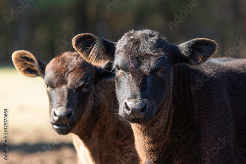 Billede på lærred Pair of young Angus calves