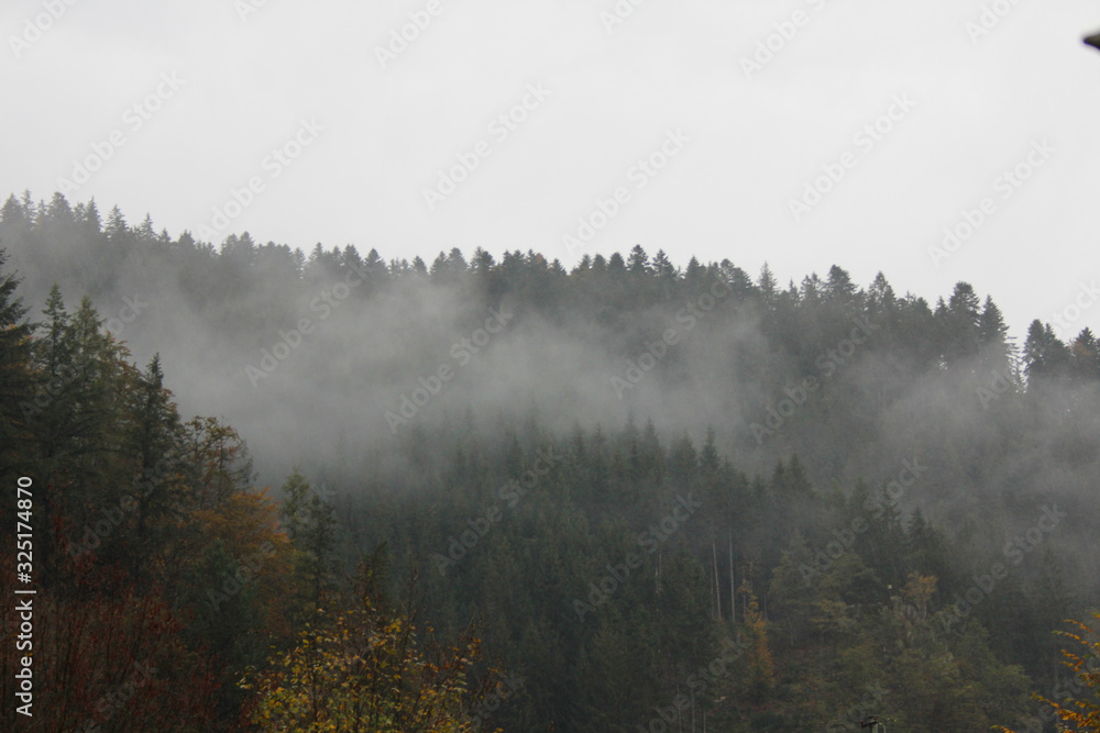 Fog over the forest