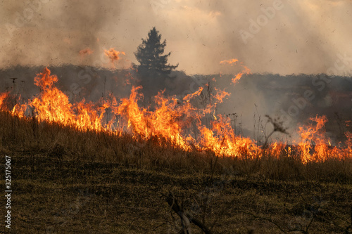 Flaming dry grass on a field that was set on fire © Татьяна Лобас