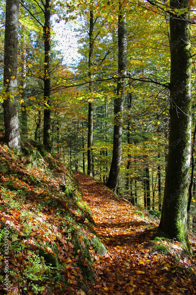 Autumn forest path Autumn forest path