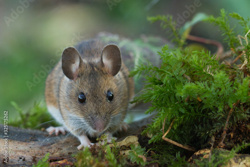 Wood Mouse In Green Mossy Woodland photo