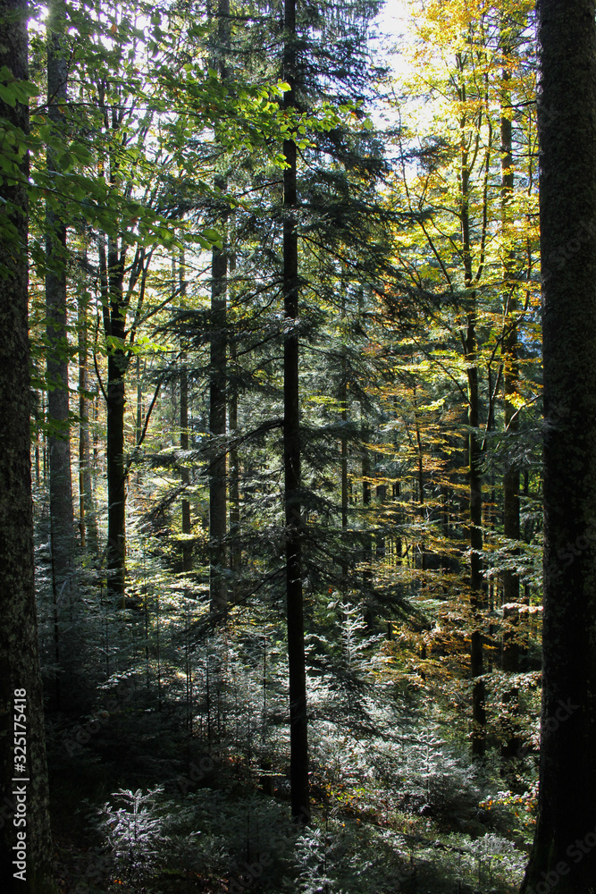 Obraz premium Forest colours