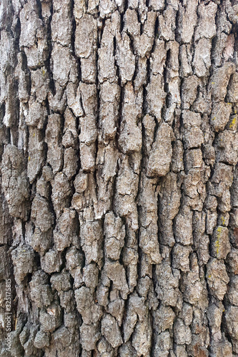 dry tree bark texture and background, nature concept.