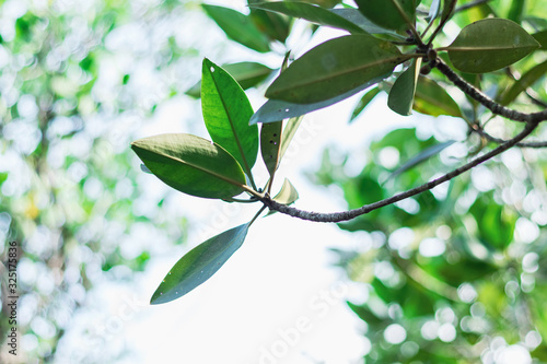 Photos of green leaves and bokeh