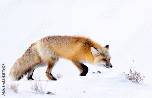 Red Fox (Vulpes vulpes), Yellowstone National Park, USA