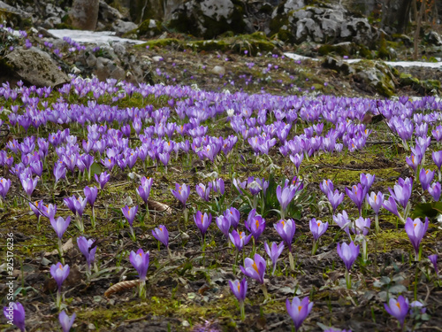 Carpet of purple crocus flowers on a lawn in spring. Crocus sativus, saffron.
