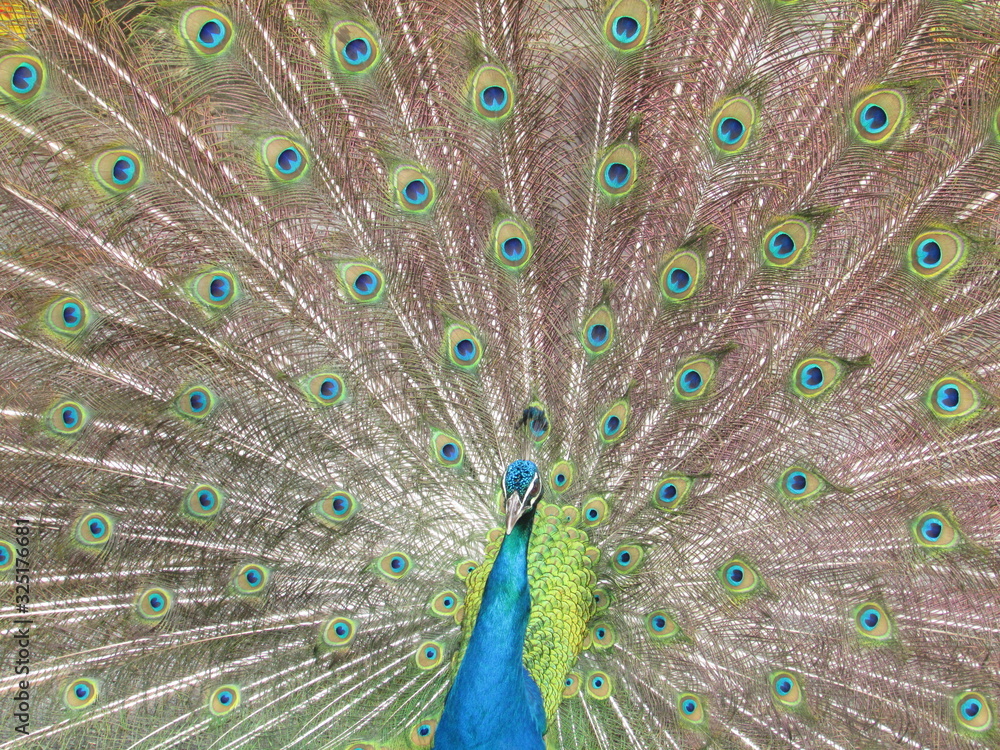 Naklejka premium Naturaleza