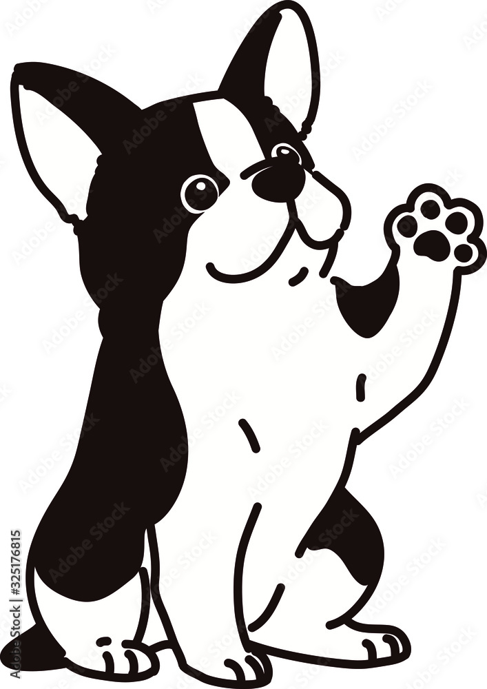 Outlined cute Boston Terrier sitting shaking hand