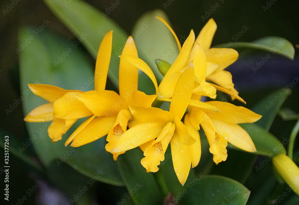 Beautiful yellow color of Cattleya Golden Sparkle Pokia orchid Beautiful yellow color of Cattleya Golden Sparkle Pokia orchid