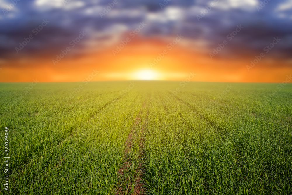 green rural field at the sunset, outdoor agricultureal background