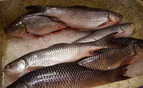 Fresh Rohu  Labeo rohita  river Fish in an Indian fish market. Rui maach