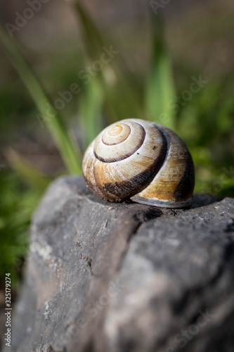 close up of a snail shell in nature