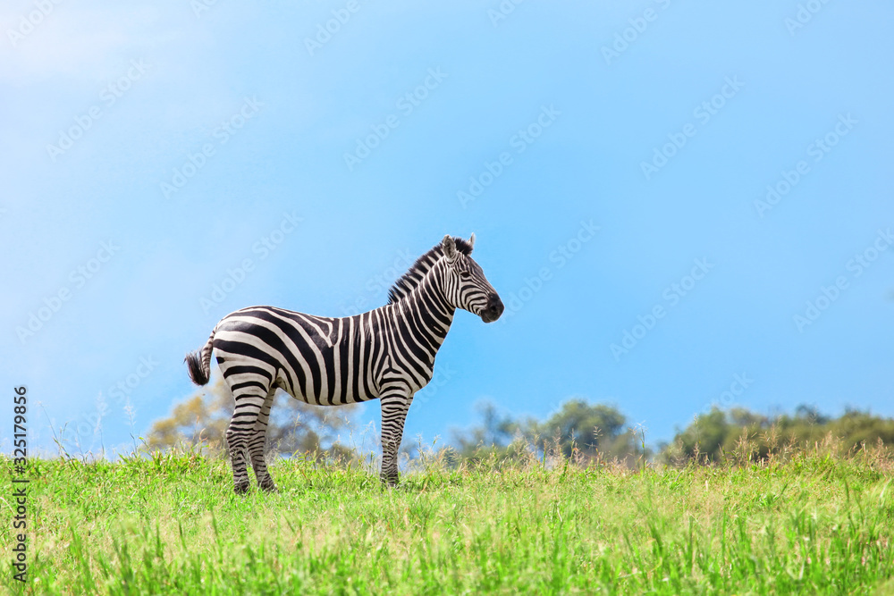 Obraz premium Zebra