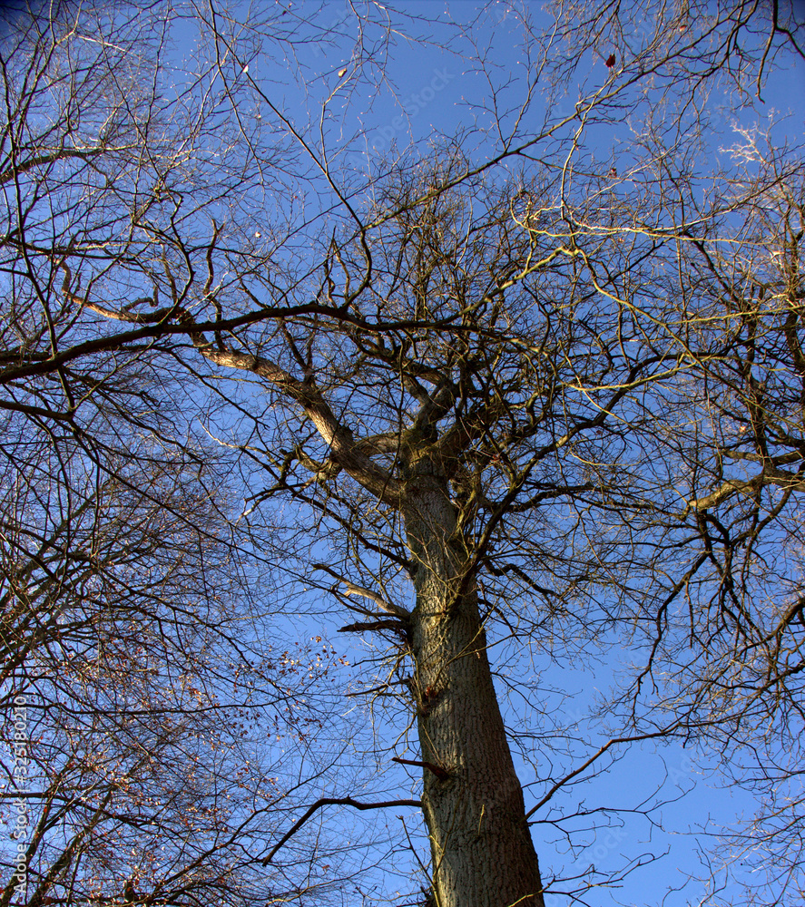 Fototapeta premium View of a treetop from a large oak tree, Quercus