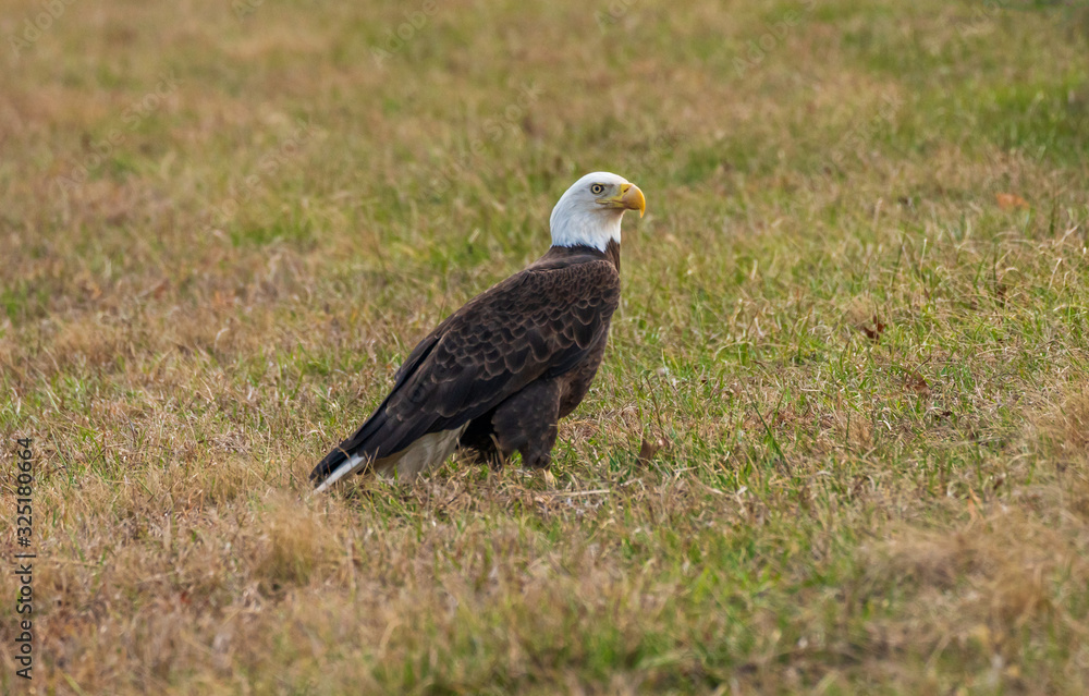 bald eagle