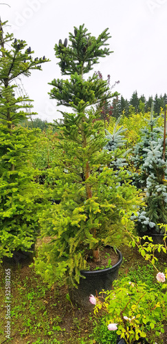 Korean spruce in containers, seedlings