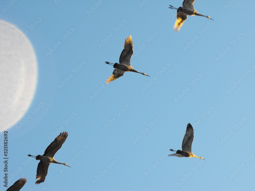 Obraz premium Sandhill Cranes in Southern Indiana
