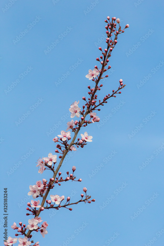 Fior di cilieggio 21