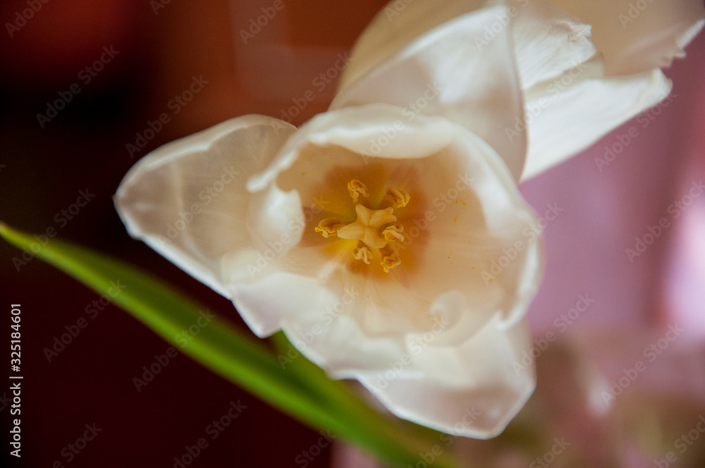 Fototapeta premium Lovely tender flowers of tulips of creamy white color. Still life. Calm pink background