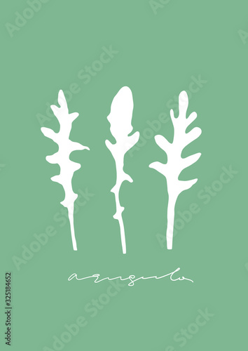 Hand drawn arugula shape. Simple vector rocket salad illustration
