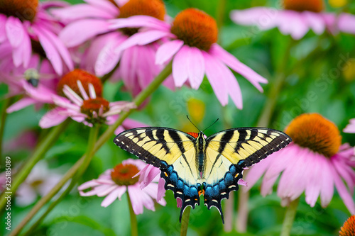 Eastern tiger swallowtail yellow and black butterfly with spread wing dorsal view on pink purple cone flower background