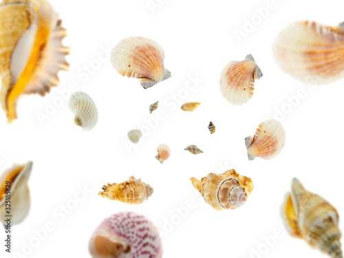 Summer time. Seashell falling on white. Tropical sea shells background
