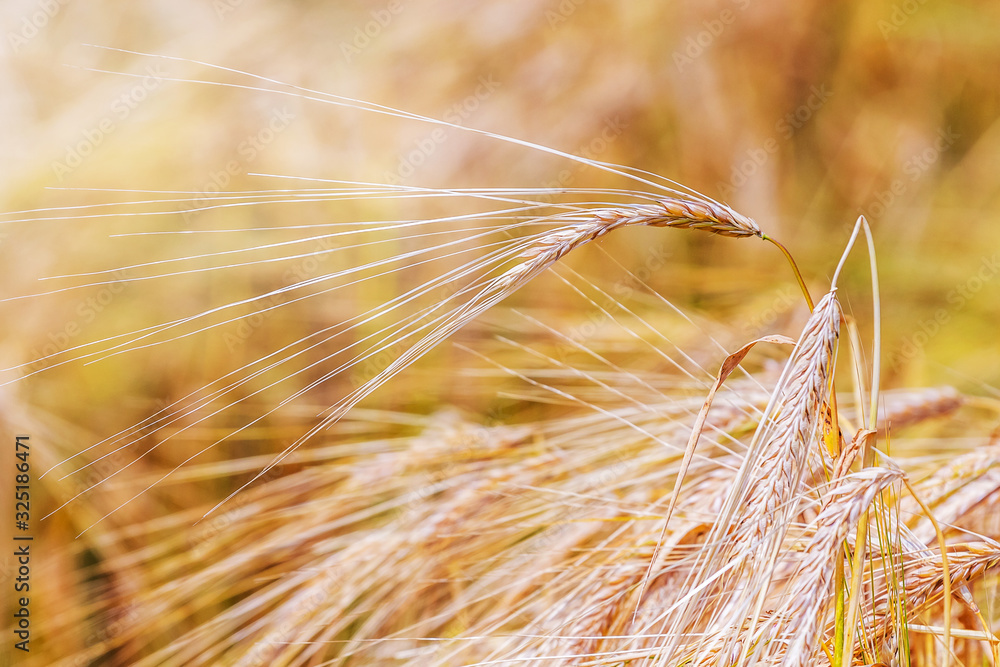 Ripe ears in field on blurred background in sunny weather_ Ripe ears in field on blurred background in sunny weather_