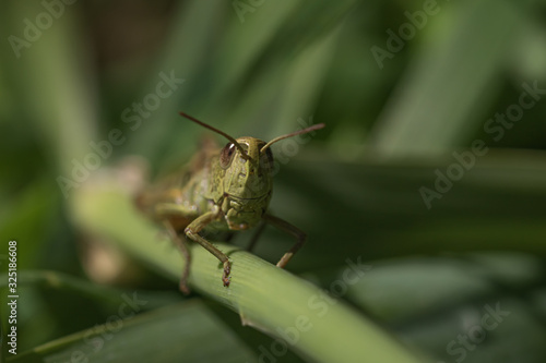 Grasshopper the second photo