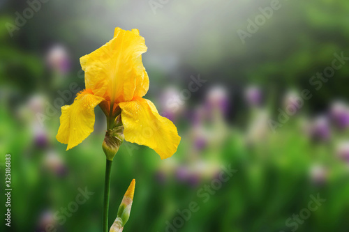 Yellow iris in the garden on blurred background_