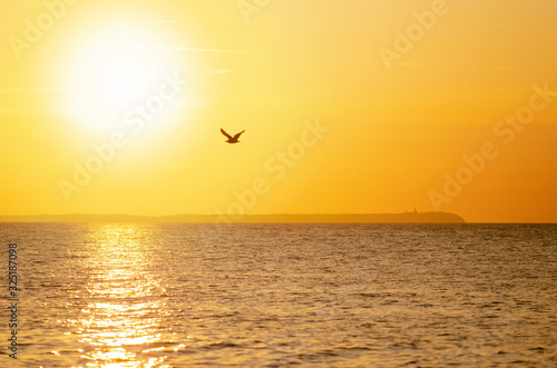 Flying seagull with ocean, island and sun rays, Poland