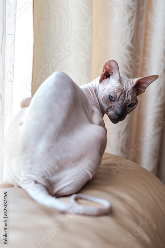 Sphinx cat without hair sits on a sofa. On a sunny day. Summer day concept. photo