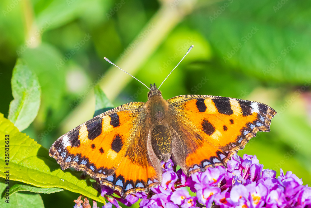 Aglais urticae small tortoiseshell butterfly top view isolated by nature Aglais urticae small tortoiseshell butterfly top view isolated by nature