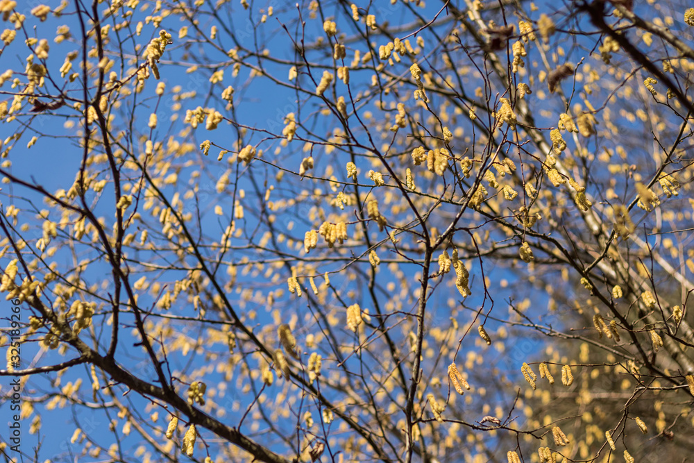 yellow catkins on the branches of a tree in the background of the blue sky yellow catkins on the branches of a tree in the background of the blue sky