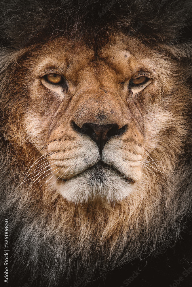 Obraz premium LIon