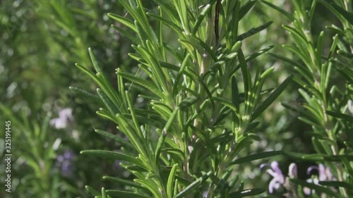 Wallpaper Mural Fresh rosemary plantplant with blooming flowers on garden. Rosmarinus officinalis. Tilt shot Torontodigital.ca