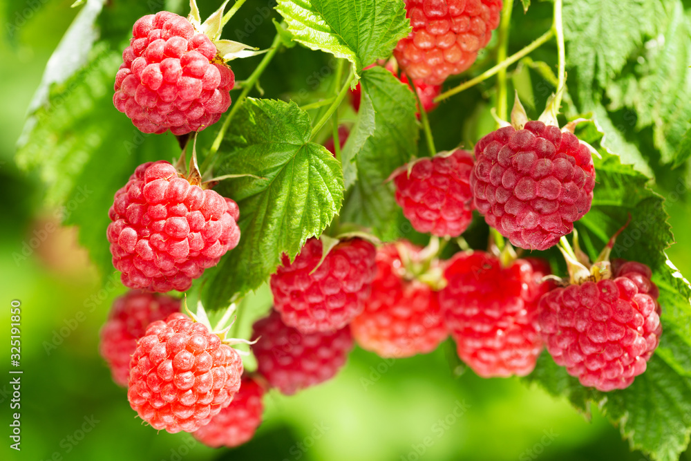 branch of ripe raspberries in a garden branch of ripe raspberries in a garden