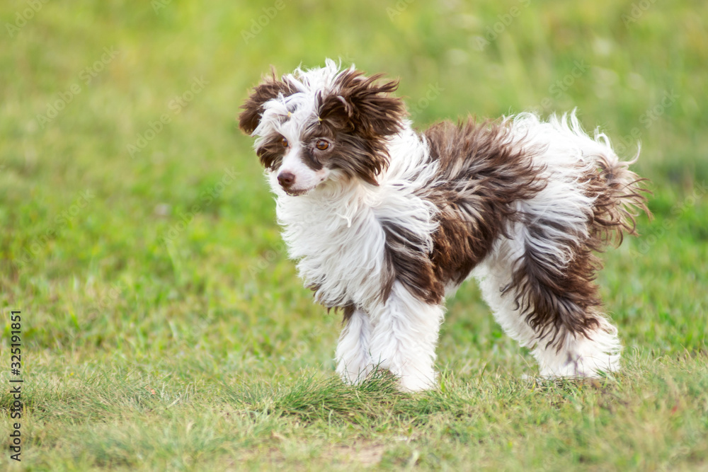 funny Chinese crested chihuahua puppy with sad eyes stay on a grass funny Chinese crested chihuahua puppy with sad eyes stay on a grass
