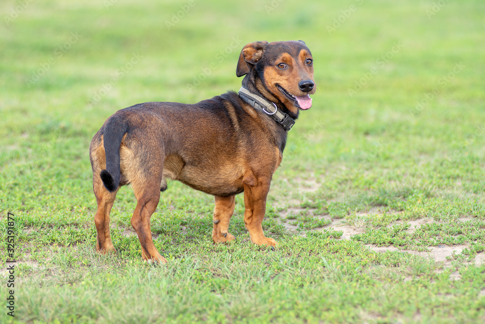 Dachshund dog standing on the green grass. Closeup portrait of a happy pet in summer meadow. Dachshund dog standing on the green grass. Closeup portrait of a happy pet in summer meadow.