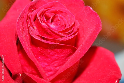 red rose with water drops
