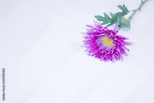 Mother's Day Purple Single Flower Center