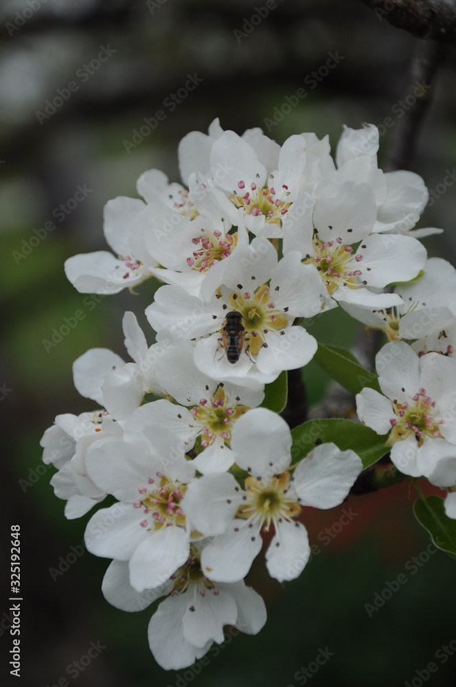Fototapeta premium ecological, herb, insect, pollen, backdrop, background, beautiful, beauty, bee, bloom, blooming, blossom, botany, branch, bright, bud, cherry, close up, closeup, color, flora, floral, flower, fresh, f