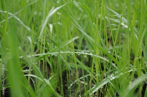 Grass blades with water drops close up