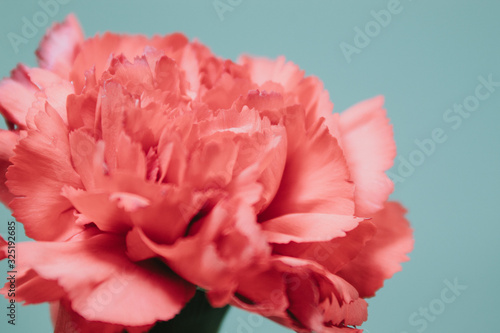 Mother's Day Single Red Flower against Light Background close