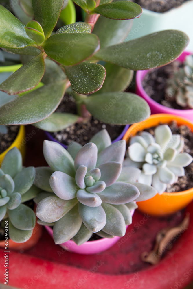 Succulent in a pot. Indoor plants on the windowsill Succulent in a pot. Indoor plants on the windowsill